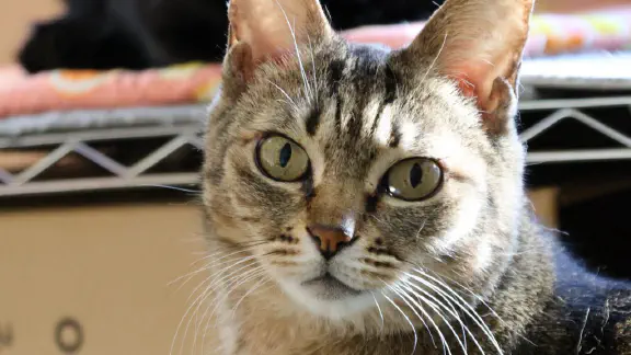 【2026年版】かわいすぎる猫のバズツイートまとめ｜思わず笑顔になる神猫20選