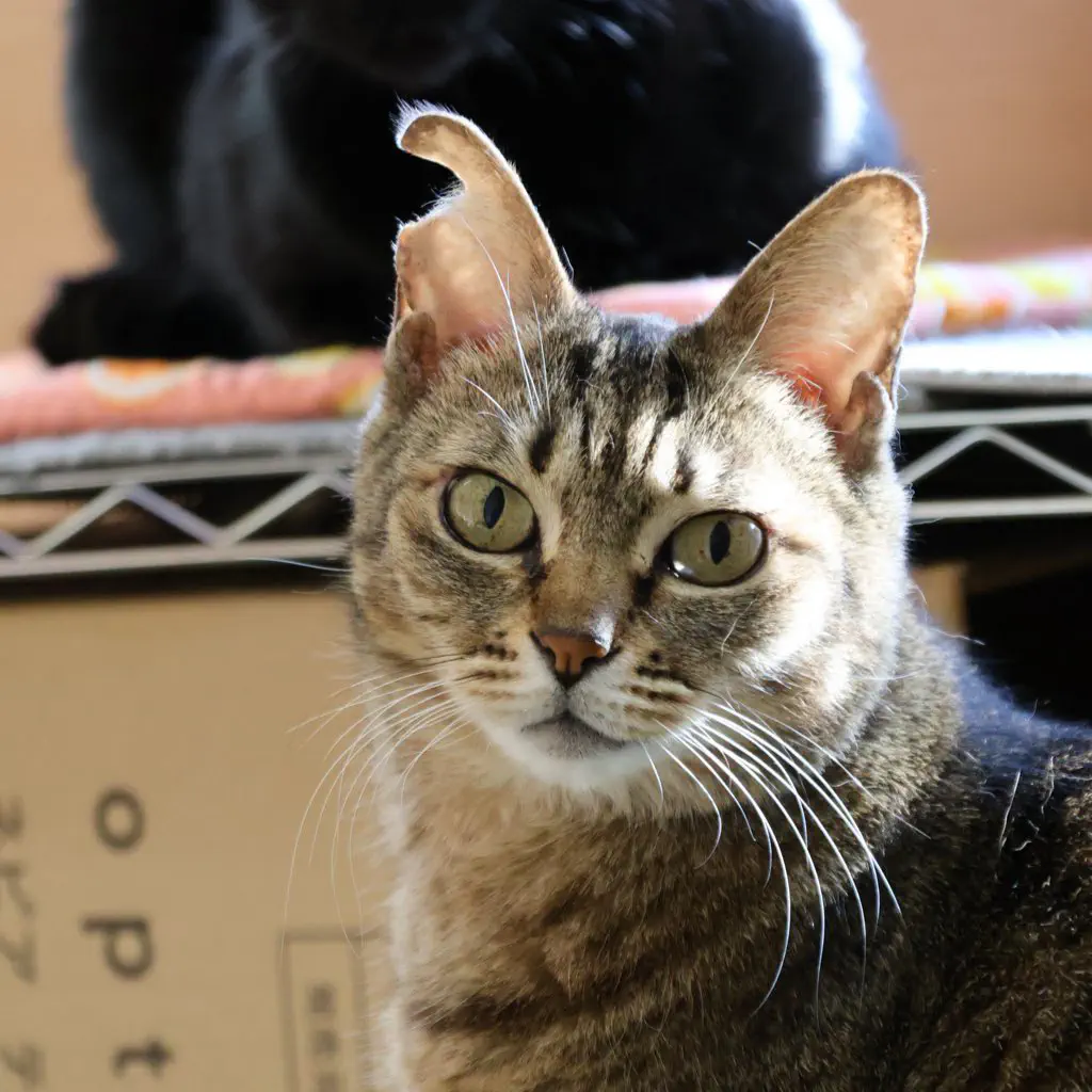 【2026年版】かわいすぎる猫のバズツイートまとめ｜思わず笑顔になる神猫20選