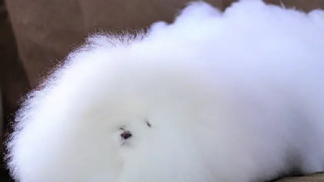 可愛すぎる生き物・どうぶつ集①【Twitter】