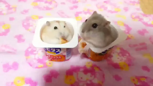 可愛すぎる生き物・どうぶつ集②【Twitter】