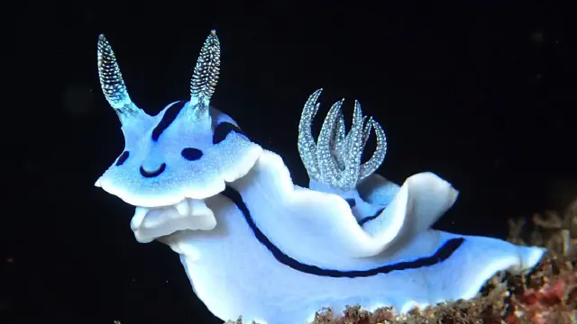 可愛すぎる生き物・どうぶつ集④【Twitter】
