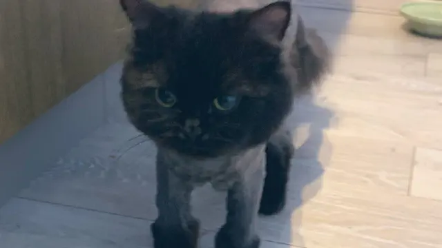 【可愛すぎる】ツイッターのおもしろ動物①【爆笑】