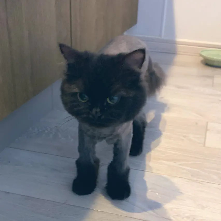 【可愛すぎる】ツイッターのおもしろ動物①【爆笑】