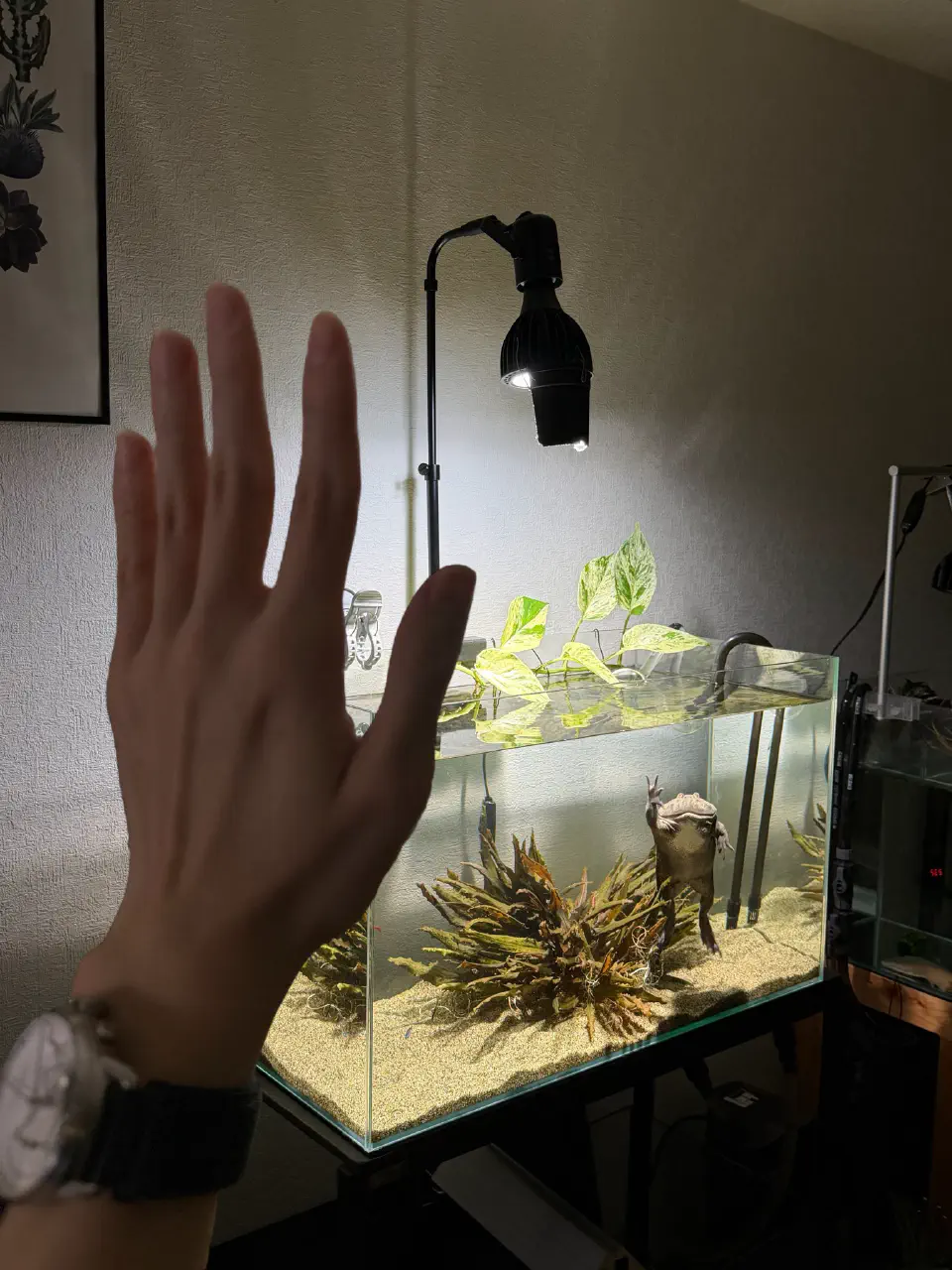 【猫犬以外】小動物・水族館のバズツイートまとめ20選｜カエル・ペンギン・パンダ