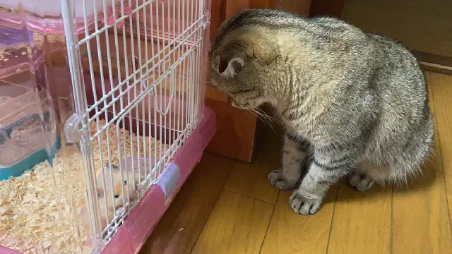 【ツイッター】「#ドクターに言われた衝撃的な言葉」まとめ【ペット】