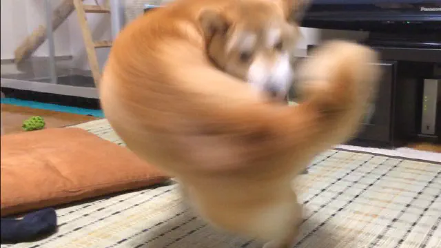 【右フック犬】マッチョアニマル特集