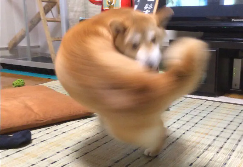 【右フック犬】マッチョアニマル特集