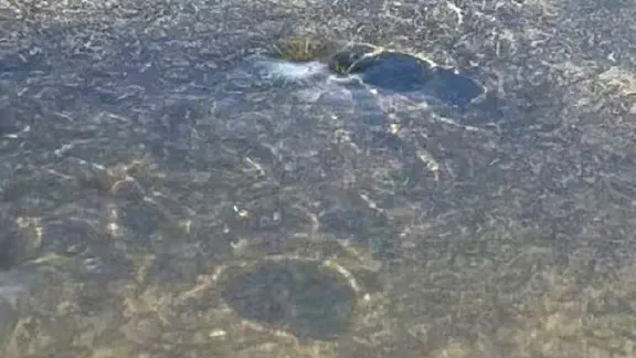 1月31日のトレンド記事