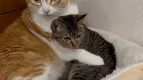 2月22日のトレンド記事