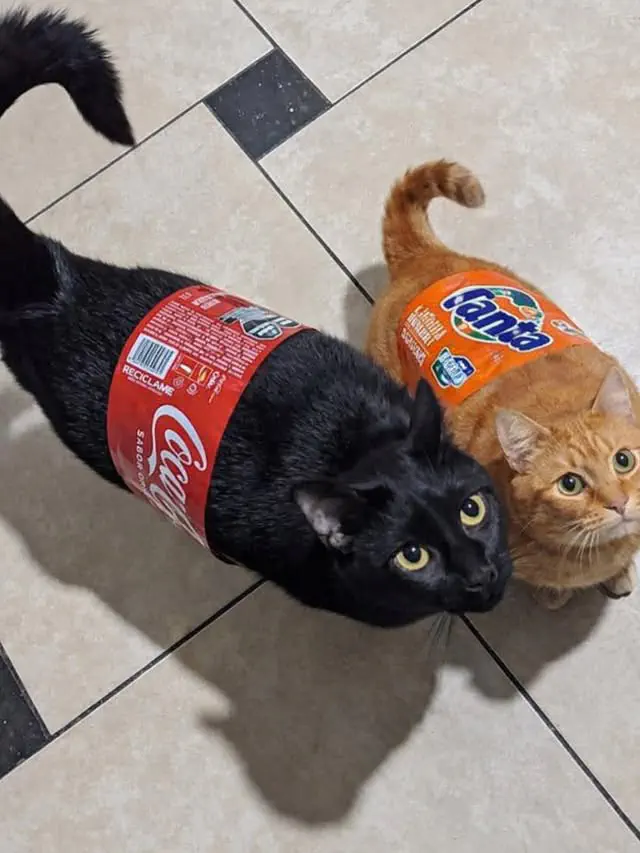 2月27日のトレンド記事