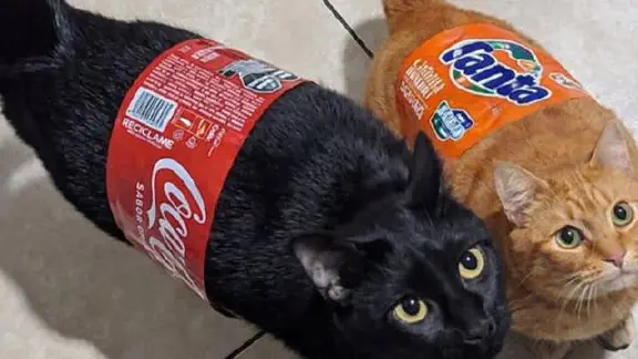 2月27日のトレンド記事