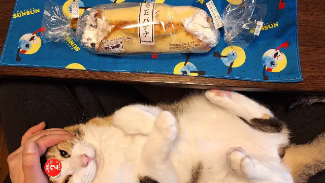 3月30日のトレンド記事